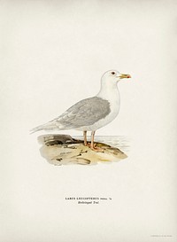 LARUS LEUCOPTERUS illustrated by <a href="https://www.rawpixel.com/search/the%20von%20Wright%20brothers?">the von Wright brothers</a>. Digitally enhanced from our own 1929 folio version of Svenska F&aring;glar Efter Naturen Och Pa Sten Ritade.