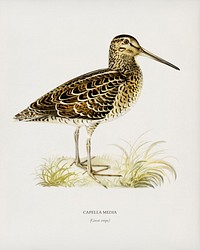 Great snipe (Capella media) illustrated by <a href="https://www.rawpixel.com/search/the%20von%20Wright%20brothers?">the von Wright brothers</a>. Digitally enhanced from our own 1929 folio version of Svenska F&aring;glar Efter Naturen Och Pa Sten Ritade.