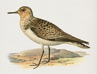 Sanderling (Crocethia alba) illustrated by <a href="https://www.rawpixel.com/search/the%20von%20Wright%20brothers?">the von Wright brothers.</a> Digitally enhanced from our own 1929 folio version of Svenska F&aring;glar Efter Naturen Och Pa Sten Ritade.