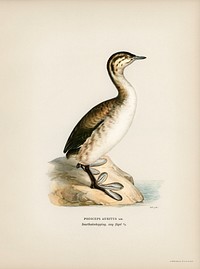 Young horned grebe (Podiceps auritus) illustrated by <a href="https://www.rawpixel.com/search/the%20von%20Wright%20brothers?">the von Wright brothers</a>. Digitally enhanced from our own 1929 folio version of Svenska F&aring;glar Efter Naturen Och Pa Sten Ritade.