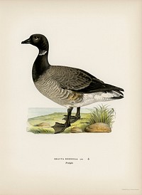 Brant Goose (Branta bernicla) illustrated by the von Wright brothers. Digitally enhanced from our own 1929 folio version of Svenska Fåglar Efter Naturen Och Pa Sten Ritade.