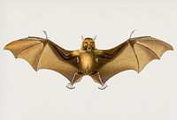 Bat (Roufsette) illustrated by <a href="https://www.rawpixel.com/search/Charles%20Dessalines%20D%27%20Orbigny?&amp;page=1">Charles Dessalines D&#39; Orbigny</a> (1806-1876). Digitally enhanced from our own 1892 edition of Dictionnaire Universel D&#39;histoire Naturelle.