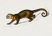 Kinkajou (Potos caudivolvulus) illustrated by <a href="https://www.rawpixel.com/search/Charles%20Dessalines%20D%27%20Orbigny?&amp;page=1">Charles Dessalines D&#39; Orbigny</a> (1806-1876). Digitally enhanced from our own 1892 edition of Dictionnaire Universel D&#39;histoire Naturelle.