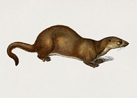 The European Otter (Mustela Lutra) illustrated by Charles Dessalines D' Orbigny (1806-1876). Digitally enhanced from our own 1892 edition of Dictionnaire Universel D'histoire Naturelle.