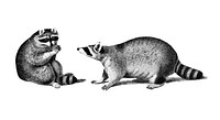 Vintage illustrations of Raccoon