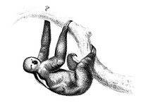 Vintage illustrations of Three-toed Sloth