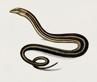 Pseudopus Pallasii illustrated by <a href="https://www.rawpixel.com/search/Charles%20Dessalines%20D%27%20Orbigny?&amp;page=1">Charles Dessalines D&#39; Orbigny</a> (1806-1876). Digitally enhanced from our own 1892 edition of Dictionnaire Universel D&#39;histoire Naturelle.