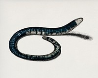 Spotted worm lizard (Amphisbaena fuliginosa) illustrated by <a href="https://www.rawpixel.com/search/Charles%20Dessalines%20D%27%20Orbigny?&amp;page=1">Charles Dessalines D&#39; Orbigny</a> (1806-1876). Digitally enhanced from our own 1892 edition of Dictionnaire Universel D&#39;histoire Naturelle.