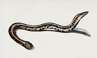 Blind snakes (Typhlops lumbricalis) illustrated by <a href="https://www.rawpixel.com/search/Charles%20Dessalines%20D%27%20Orbigny?&amp;page=1">Charles Dessalines D&#39; Orbigny</a> (1806-1876). Digitally enhanced from our own 1892 edition of Dictionnaire Universel D&#39;histoire Naturelle.