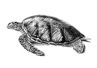 Vintage illustrations of Green Sea Turtle
