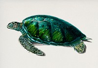 Green Sea Turtle (Chelonia mydus) illustrated by <a href="https://www.rawpixel.com/search/Charles%20Dessalines%20D%27%20Orbigny?&amp;page=1">Charles Dessalines D&#39; Orbigny</a> (1806-1876). Digitally enhanced from our own 1892 edition of Dictionnaire Universel D&#39;histoire Naturelle.