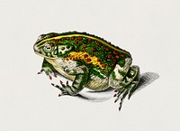 Green toad illustrated by <a href="https://www.rawpixel.com/search/Charles%20Dessalines%20D%27%20Orbigny?&amp;page=1">Charles Dessalines D&#39; Orbigny</a> (1806-1876) Digitally enhanced from our own 1892 edition of Dictionnaire Universel D&#39;histoire Naturelle.