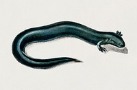 Greater siren (Siren lacertina) illustrated by <a href="https://www.rawpixel.com/search/Charles%20Dessalines%20D%27%20Orbigny?&amp;page=1">Charles Dessalines D&#39; Orbigny</a> (1806-1876). Digitally enhanced from our own 1892 edition of Dictionnaire Universel D&#39;histoire Naturelle.