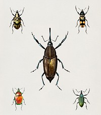 Different types of weevils illustrated by <a href="https://www.rawpixel.com/search/Charles%20Dessalines%20D%27%20Orbigny?&amp;page=1">Charles Dessalines D&#39; Orbigny </a>(1806-1876). Digitally enhanced from our own 1892 edition of Dictionnaire Universel D&#39;histoire Naturelle.