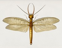 Eastern dobsonfly (Corydalus cornutus) illustrated by <a href="https://www.rawpixel.com/search/Charles%20Dessalines%20D%27%20Orbigny?&amp;page=1">Charles Dessalines D&#39; Orbigny</a> (1806-1876). Digitally enhanced from our own 1892 edition of Dictionnaire Universel D&#39;histoire Naturelle.
