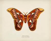 Attacus Atlas Moth (Attacus Aurora) illustrated by <a href="https://www.rawpixel.com/search/Charles%20Dessalines%20D%27%20Orbigny?&amp;page=1">Charles Dessalines D&#39; Orbigny </a>(1806-1876). Digitally enhanced from our own 1892 edition of Dictionnaire Universel D&#39;histoire Naturelle.