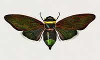 Gian cicada (Cicada speciosa) illustrated by <a href="https://www.rawpixel.com/search/Charles%20Dessalines%20D%27%20Orbigny?&amp;page=1">Charles Dessalines D&#39; Orbigny</a> (1806-1876). Digitally enhanced from our own 1892 edition of Dictionnaire Universel D&#39;histoire Naturelle.