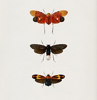 Collection of hand drawings of moths illustrated by <a href="https://www.rawpixel.com/search/Charles%20Dessalines%20D%27%20Orbigny?&amp;page=1">Charles Dessalines D&#39; Orbigny</a> (1806-1876). Digitally enhanced from our own 1892 edition of Dictionnaire Universel D&#39;histoire Naturelle.