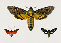 Collection of moths illustrated by <a href="https://www.rawpixel.com/search/Charles%20Dessalines%20D%27%20Orbigny?&amp;page=1">Charles Dessalines D&#39; Orbigny</a> (1806-1876). Digitally enhanced from our own 1892 edition of Dictionnaire Universel D&#39;histoire Naturelle.