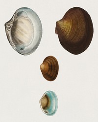 Different types of mollusks illustrated by Charles Dessalines D' Orbigny (1806-1876). Digitally enhanced from our own 1892 edition of Dictionnaire Universel D'histoire Naturelle.