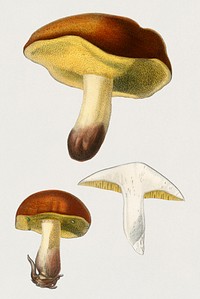 Mushroom (Boletus circinans) illustrated by Charles Dessalines D' Orbigny (1806-1876). Digitally enhanced from our own 1892 edition of Dictionnaire Universel D'histoire Naturelle.