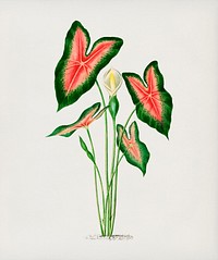 Elephant ear (Caladium bicolor) illustrated by <a href="https://www.rawpixel.com/search/Charles%20Dessalines%20D%27%20Orbigny?&amp;page=1">Charles Dessalines D&#39; Orbigny</a> (1806-1876). Digitally enhanced from our own 1892 edition of Dictionnaire Universel D&#39;histoire Naturelle.