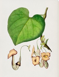 Pipevine (Dutchman&#39;s pipe) illustrated by <a href="https://www.rawpixel.com/search/Charles%20Dessalines%20D%27%20Orbigny?&amp;page=1">Charles Dessalines D&#39; Orbigny </a>(1806-1876). Digitally enhanced from our own 1892 edition of Dictionnaire Universel D&#39;histoire Naturelle.