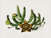 Carrion-flower (Stapelia variegata) illustrated by <a href="https://www.rawpixel.com/search/Charles%20Dessalines%20D%27%20Orbigny?&amp;page=1">Charles Dessalines D&#39; Orbigny</a> (1806-1876). Digitally enhanced from our own 1892 edition of Dictionnaire Universel D&#39;histoire Naturelle.