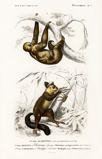 Three-toed Sloth (Bradypus ustus) and Aye-aye (Cheiromys madagascariensis) illustrated by <a href="https://www.rawpixel.com/search/Charles%20Dessalines%20D%27%20Orbigny?sort=curated&amp;page=1">Charles Dessalines D&#39; Orbigny</a> (1806-1876). Digitally enhanced from our own 1892 edition of Dictionnaire Universel D&#39;histoire Naturelle.