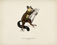 Aye-aye (Cheiromys madagascariensis) illustrated by <a href="https://www.rawpixel.com/search/Charles%20Dessalines%20D%27%20Orbigny?&amp;page=1">Charles Dessalines D&#39; Orbigny</a> (1806-1876). Digitally enhanced from our own 1892 edition of Dictionnaire Universel D&#39;histoire Naturelle.