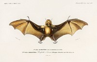 Bat (Roufsette) illustrated by <a href="https://www.rawpixel.com/search/Charles%20Dessalines%20D%27%20Orbigny?sort=curated&amp;page=1">Charles Dessalines D&#39; Orbigny</a> (1806-1876). Digitally enhanced from our own 1892 edition of Dictionnaire Universel D&#39;histoire Naturelle.