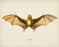 Bat (Roufsette) illustrated by <a href="https://www.rawpixel.com/search/Charles%20Dessalines%20D%27%20Orbigny?&amp;page=1">Charles Dessalines D&#39; Orbigny</a> (1806-1876). Digitally enhanced from our own 1892 edition of Dictionnaire Universel D&#39;histoire Naturelle.