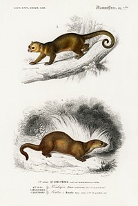 Kinkajou (Potos caudivolvulus) and The European Otter (Mustela Lutra) illustrated by <a href="https://www.rawpixel.com/search/Charles%20Dessalines%20D%27%20Orbigny?sort=curated&amp;page=1">Charles Dessalines D&#39; Orbigny</a> (1806-1876). Digitally enhanced from our own 1892 edition of Dictionnaire Universel D&#39;histoire Naturelle.