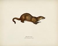 The European Otter (Mustela Lutra) illustrated by <a href="https://www.rawpixel.com/search/Charles%20Dessalines%20D%27%20Orbigny?&amp;page=1">Charles Dessalines D&#39; Orbigny</a> (1806-1876). Digitally enhanced from our own 1892 edition of Dictionnaire Universel D&#39;histoire Naturelle.
