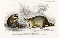 Raccoon (Procyon lotor) illustrated by Charles Dessalines D' Orbigny (1806-1876). Digitally enhanced from our own 1892 edition of Dictionnaire Universel D'histoire Naturelle.