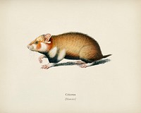 Hamster (Cricetus) illustrated by <a href="https://www.rawpixel.com/search/Charles%20Dessalines%20D%27%20Orbigny?&amp;page=1">Charles Dessalines D&#39; Orbigny</a> (1806-1876). Digitally enhanced from our own 1892 edition of Dictionnaire Universel D&#39;histoire Naturelle.