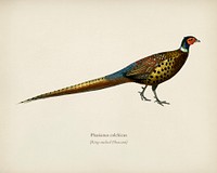 Ring-neckrd pheasant (Phasianus colchicus) illustrated by <a href="https://www.rawpixel.com/search/Charles%20Dessalines%20D%27%20Orbigny?&amp;page=1">Charles Dessalines D&#39; Orbigny</a> (1806-1876). Digitally enhanced from our own 1892 edition of Dictionnaire Universel D&#39;histoire Naturelle.