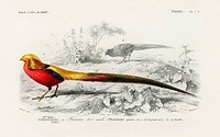 Male golden pheasant illustrated by <a href="https://www.rawpixel.com/search/Charles%20Dessalines%20D%27%20Orbigny?sort=curated&amp;page=1">Charles Dessalines D&#39; Orbigny</a> (1806-1876). Digitally enhanced from our own 1892 edition of Dictionnaire Universel D&#39;histoire Naturelle.
