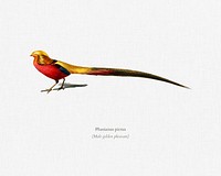 Male golden pheasant (Phasianus pictus) illustrated by <a href="https://www.rawpixel.com/search/Charles%20Dessalines%20D%27%20Orbigny?&amp;page=1">Charles Dessalines D&#39; Orbigny</a> (1806-1876). Digitally enhanced from our own 1892 edition of Dictionnaire Universel D&#39;histoire Naturelle.