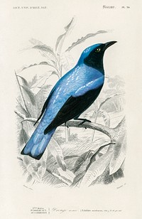 Square-tailed drongo (Edoius caerulescens) illustrated by Charles Dessalines D' Orbigny (1806-1876). Digitally enhanced from our own 1892 edition of Dictionnaire Universel D'histoire Naturelle.