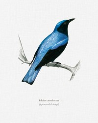 Square-tailed drongo (Edoius caerulescens) illustrated by <a href="https://www.rawpixel.com/search/Charles%20Dessalines%20D%27%20Orbigny?&amp;page=1">Charles Dessalines D&#39; Orbigny</a> (1806-1876). Digitally enhanced from our own 1892 edition of Dictionnaire Universel D&#39;histoire Naturelle.