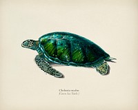 Green Sea Turtle (Chelonia mydus) illustrated by <a href="https://www.rawpixel.com/search/Charles%20Dessalines%20D%27%20Orbigny?&amp;page=1">Charles Dessalines D&#39; Orbigny</a> (1806-1876). Digitally enhanced from our own 1892 edition of Dictionnaire Universel D&#39;histoire Naturelle.