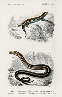 Gongylus ocellatus and Pseudopus Pallasii illustrated by <a href="https://www.rawpixel.com/search/Charles%20Dessalines%20D%27%20Orbigny?sort=curated&amp;page=1">Charles Dessalines D&#39; Orbigny</a> (1806-1876). Digitally enhanced from our own 1892 edition of Dictionnaire Universel D&#39;histoire Naturelle.