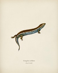 Eyed skink (Gongylus ocellatus) illustrated by Charles Dessalines D' Orbigny (1806-1876). Digitally enhanced from our own 1892 edition of Dictionnaire Universel D'histoire Naturelle.