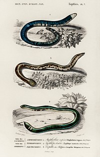 Amphisbaena fuliginosa (spotted worm lizard), Typhlops lumbricalis (blind snakes), Vropeltis Philippinus (shield tail snakes) illustrated by Charles Dessalines D' Orbigny (1806-1876). Digitally enhanced from our own 1892 edition of Dictionnaire Universel D'histoire Naturelle.