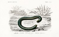 Ringed caecilian (Siphonops annulatus) illustrated by <a href="https://www.rawpixel.com/search/Charles%20Dessalines%20D%27%20Orbigny?sort=curated&amp;page=1">Charles Dessalines D&#39; Orbigny</a> (1806-1876). Digitally enhanced from our own 1892 edition of Dictionnaire Universel D&#39;histoire Naturelle.