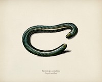 Ringed caecilian (Siphonops annulatus) illustrated by <a href="https://www.rawpixel.com/search/Charles%20Dessalines%20D%27%20Orbigny?&amp;page=1">Charles Dessalines D&#39; Orbigny</a> (1806-1876). Digitally enhanced from our own 1892 edition of Dictionnaire Universel D&#39;histoire Naturelle.