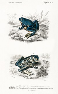 Shrinking frog (Pseudis Merianae) and Black-spotted casque-headed tree (Trachycephalus geographieus) illustrated by <a href="https://www.rawpixel.com/search/Charles%20Dessalines%20D%27%20Orbigny?sort=curated&amp;page=1">Charles Dessalines D&#39; Orbigny</a> (1806-1876). Digitally enhanced from our own 1892 edition of Dictionnaire Universel D&#39;histoire Naturelle.