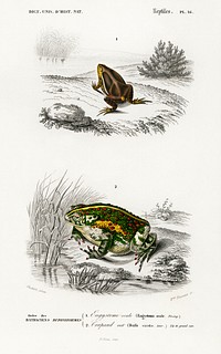 Oval frog (Engystoma ovale) and Green toad (Bufo viridis) illustrated by <a href="https://www.rawpixel.com/search/Charles%20Dessalines%20D%27%20Orbigny?sort=curated&amp;page=1">Charles Dessalines D&#39; Orbigny</a> (1806-1876). Digitally enhanced from our own 1892 edition of Dictionnaire Universel D&#39;histoire Naturelle.
