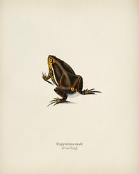 Oval frog (Engystoma ovale) illustrated by <a href="https://www.rawpixel.com/search/Charles%20Dessalines%20D%27%20Orbigny?&amp;page=1">Charles Dessalines D&#39; Orbigny</a> (1806-1876). Digitally enhanced from our own 1892 edition of Dictionnaire Universel D&#39;histoire Naturelle.